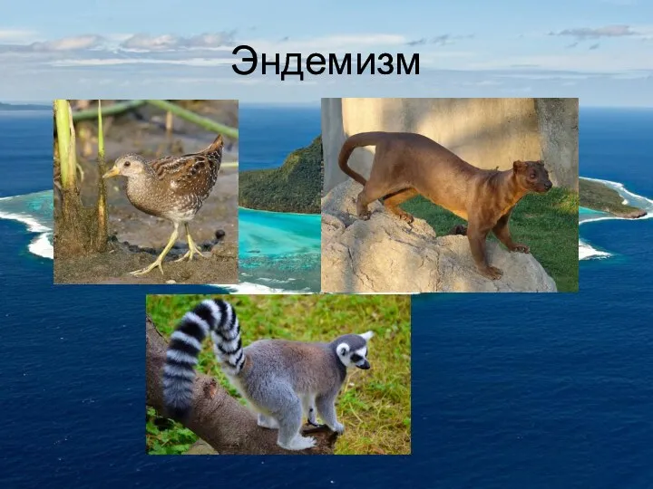 Эндемизм