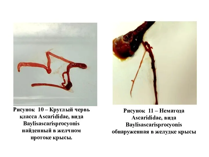 Рисунок 11 – Нематода Ascarididae, вида Baylisascarisprocyonis обнаруженная в желудке крысы