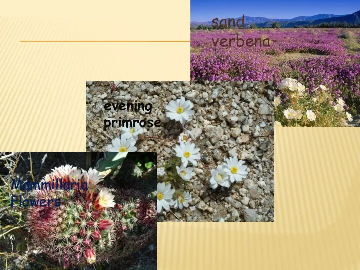 sand verbena evening primrose Mammillaria Flowers