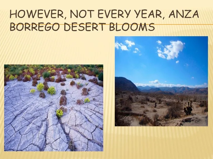 HOWEVER, NOT EVERY YEAR, ANZA BORREGO DESERT BLOOMS