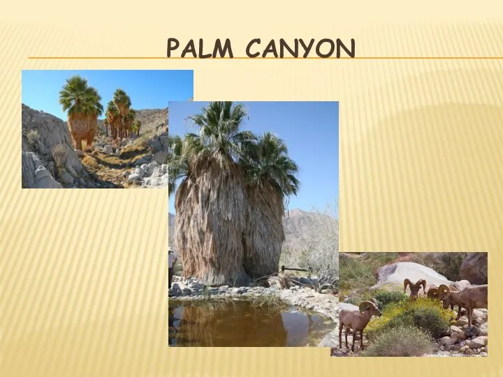 PALM CANYON