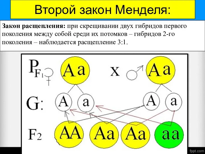 Закон расщепления: при скрещивании двух гибридов первого поколения между собой среди