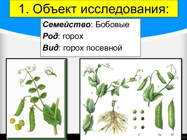 1. Объект исследования: Семейство: Бобовые Род: горох Вид: горох посевной