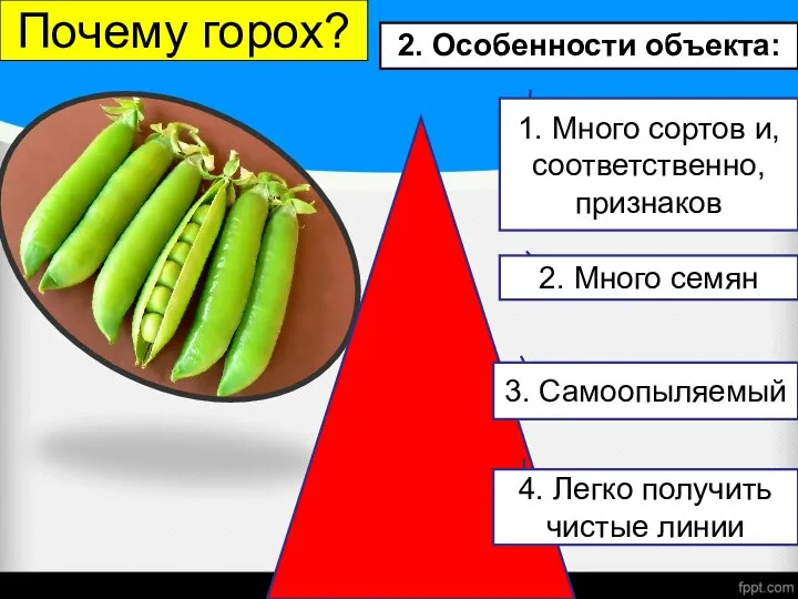 Почему горох? 1. Много сортов и, соответственно, признаков 2. Много семян