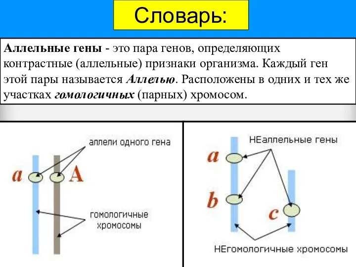 Словарь: Аллельные гены - это пара генов, определяющих контрастные (аллельные) признаки