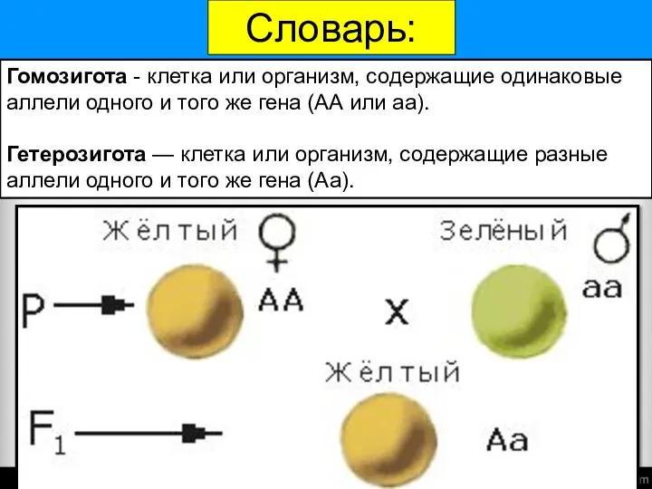 Гомозигота - клетка или организм, содержащие одинаковые аллели одного и того