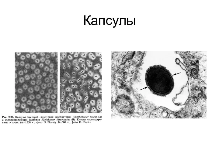 Капсулы