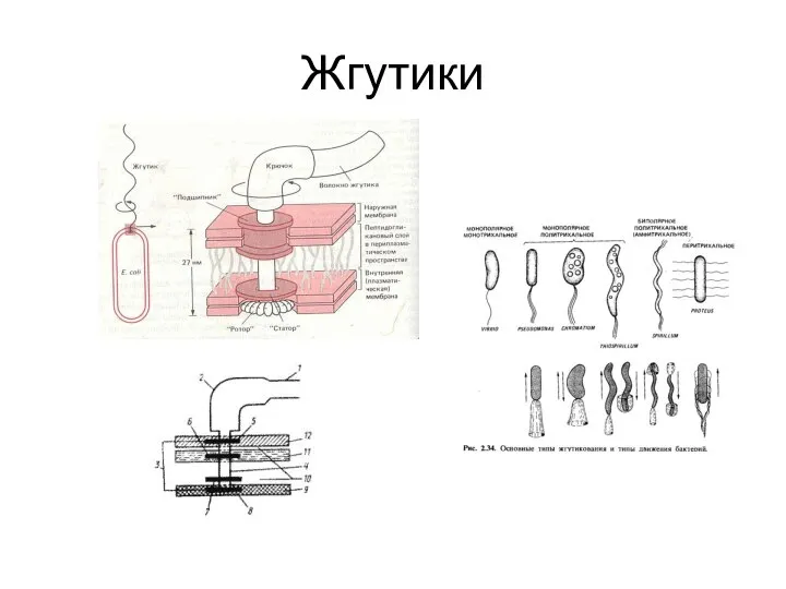 Жгутики