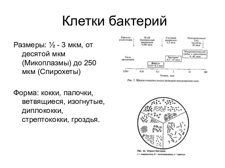 Клетки бактерий Размеры: ½ - 3 мкм, от десятой мкм (Микоплазмы)