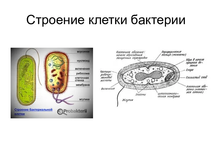 Строение клетки бактерии