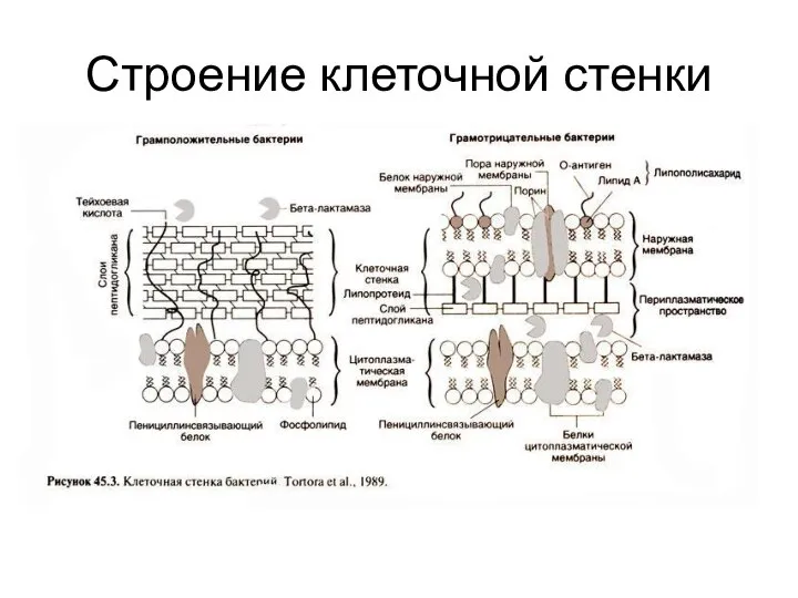 Строение клеточной стенки