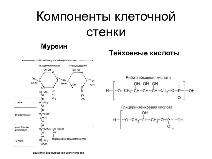 Компоненты клеточной стенки Муреин Тейхоевые кислоты