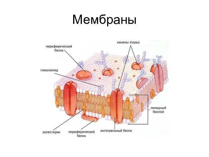 Мембраны