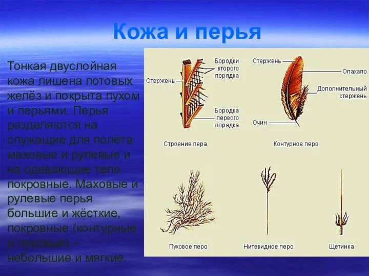 Кожа и перья Тонкая двуслойная кожа лишена потовых желёз и покрыта