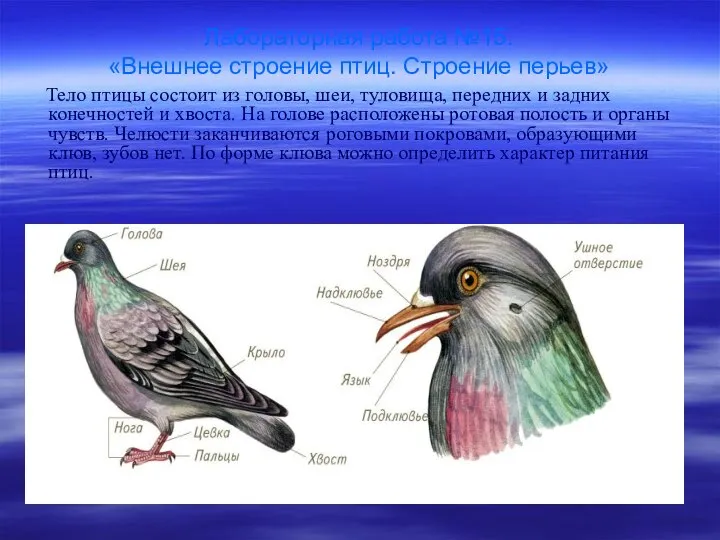 Лабораторная работа №15. «Внешнее строение птиц. Строение перьев» Тело птицы состоит