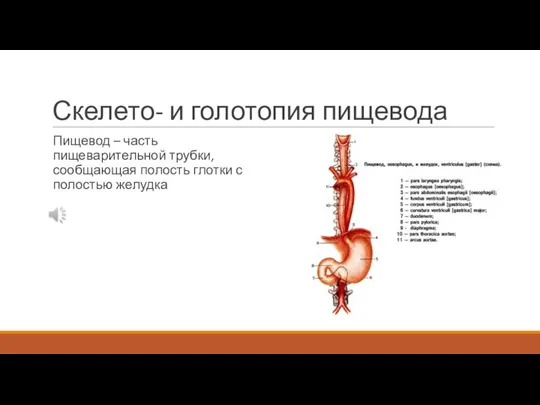 Скелето- и голотопия пищевода Пищевод – часть пищеварительной трубки, сообщающая полость глотки с полостью желудка