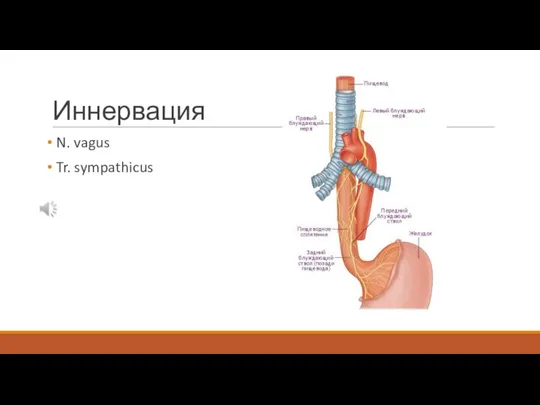 Иннервация N. vagus Tr. sympathicus