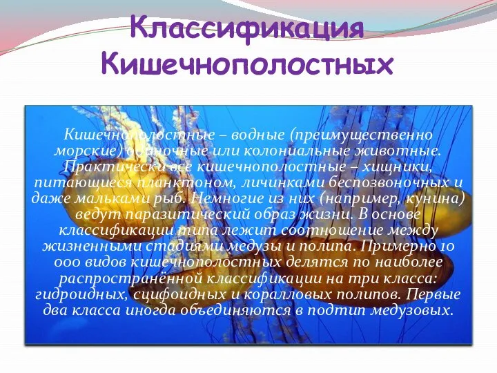 Кишечнополостные – водные (преимущественно морские) одиночные или колониальные животные. Практически все