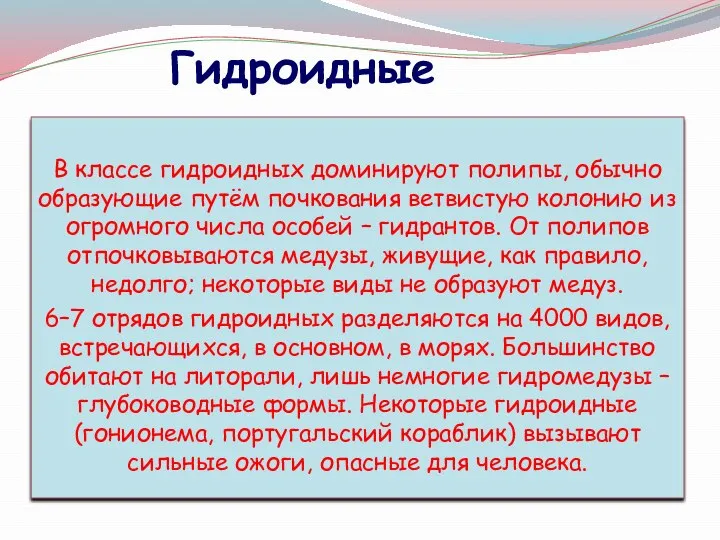 В классе гидроидных доминируют полипы, обычно образующие путём почкования ветвистую колонию