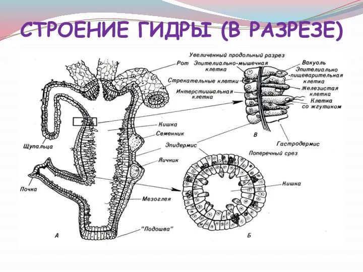 СТРОЕНИЕ ГИДРЫ (В РАЗРЕЗЕ)