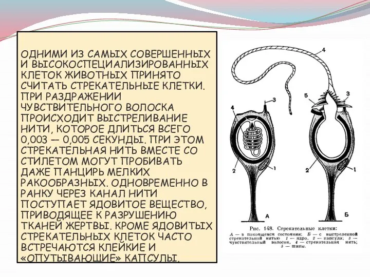 ОДНИМИ ИЗ САМЫХ СОВЕРШЕННЫХ И ВЫСОКОСПЕЦИАЛИЗИРОВАННЫХ КЛЕТОК ЖИВОТНЫХ ПРИНЯТО СЧИТАТЬ СТРЕКАТЕЛЬНЫЕ