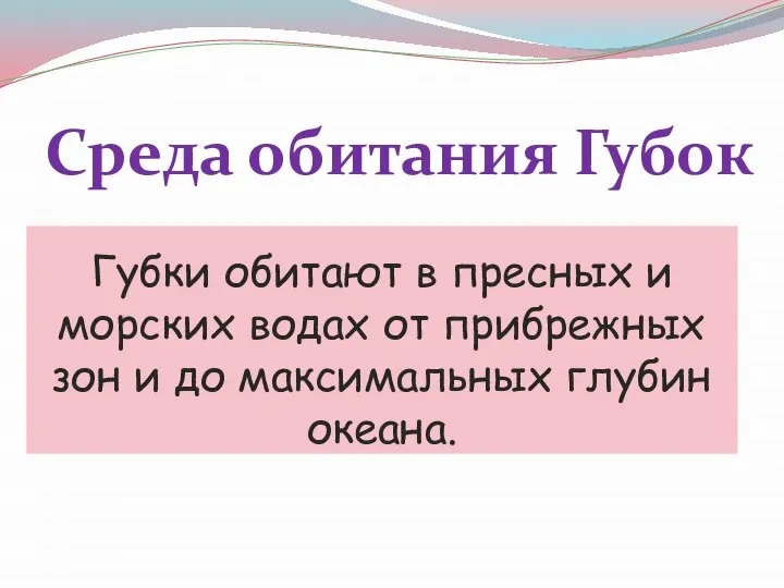 Среда обитания Губок Губки обитают в пресных и морских водах от