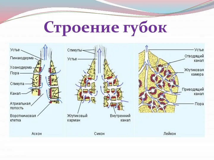 Строение губок