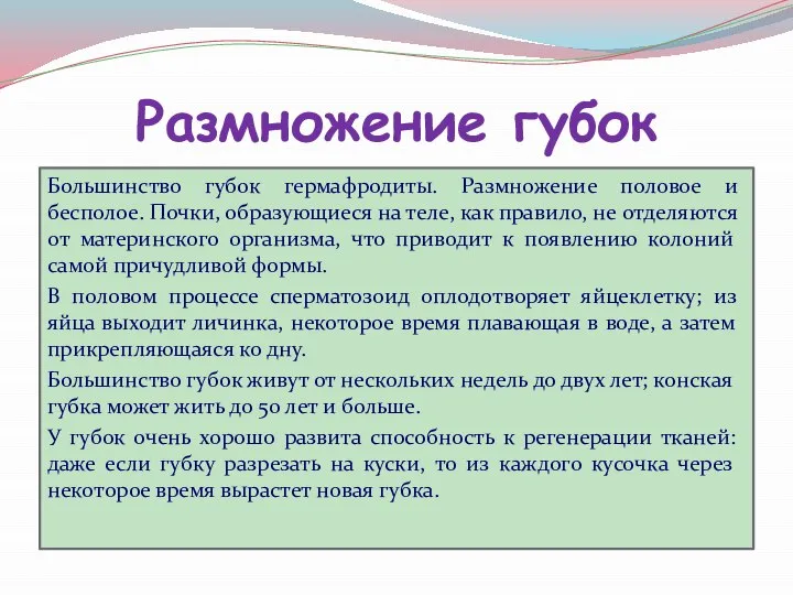 Размножение губок Большинство губок гермафродиты. Размножение половое и бесполое. Почки, образующиеся