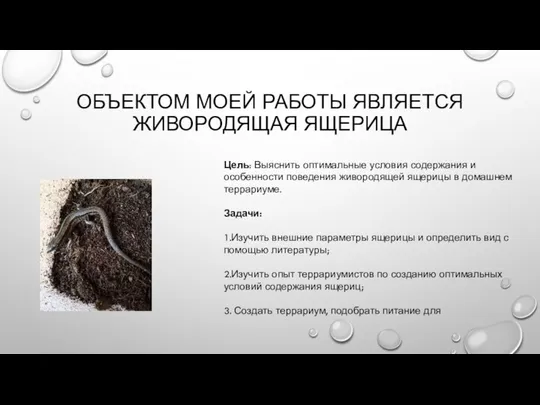 ОБЪЕКТОМ МОЕЙ РАБОТЫ ЯВЛЯЕТСЯ ЖИВОРОДЯЩАЯ ЯЩЕРИЦА Цель: Выяснить оптимальные условия содержания