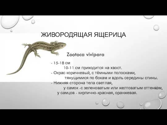 ЖИВОРОДЯЩАЯ ЯЩЕРИЦА - 15-18 см 10-11 см приходится на хвост. -