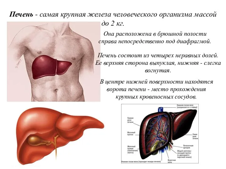 Печень - самая крупная железа человеческого организма массой до 2 кг.