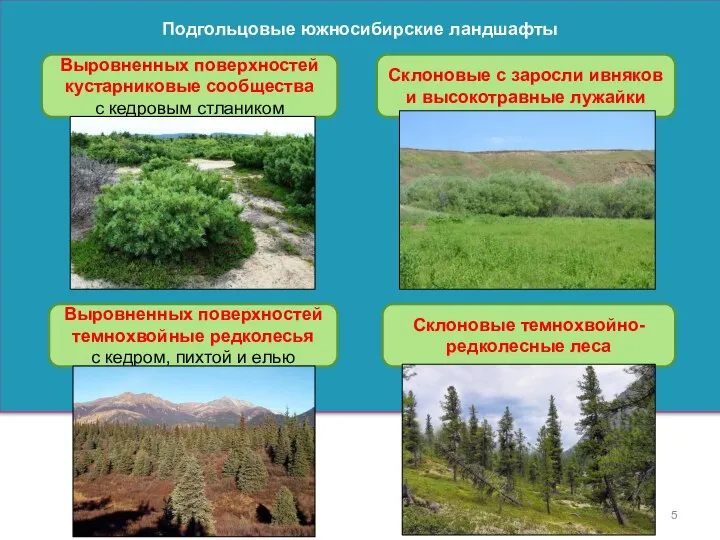 Подгольцовые южносибирские ландшафты Выровненных поверхностей кустарниковые сообщества с кедровым стлаником Склоновые