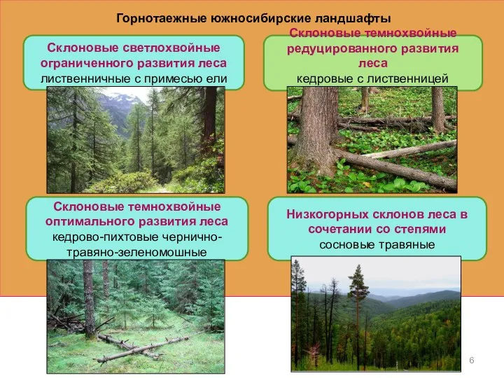 Склоновые светлохвойные ограниченного развития леса лиственничные с примесью ели Склоновые темнохвойные