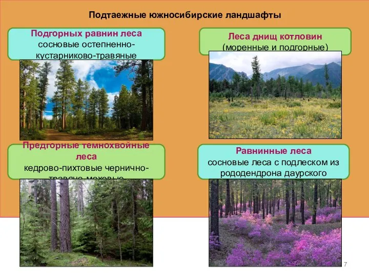 Подгорных равнин леса сосновые остепненно- кустарниково­-травяные Предгорные темнохвойные леса кедрово-пихтовые чернично-травяно-моховые