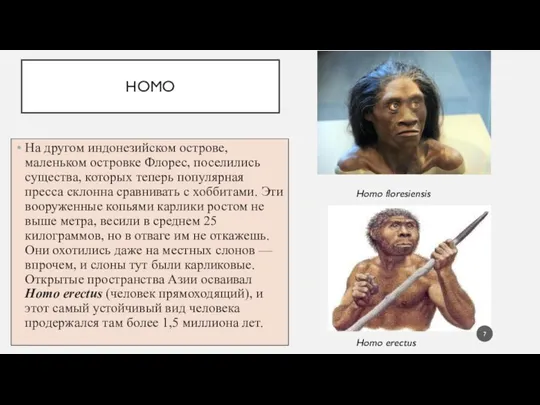 HOMO На другом индонезийском острове, маленьком островке Флорес, поселились существа, ко­торых