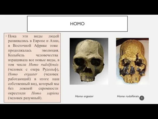 HOMO Пока эти виды людей развивались в Европе и Азии, в