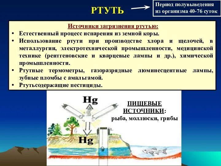 РТУТЬ Период полувыведения из организма 40-76 суток ПИЩЕВЫЕ ИСТОЧНИКИ: рыба, моллюски,