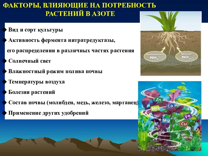 Вид и сорт культуры Активность фермента нитратредуктазы, его распределении в различных