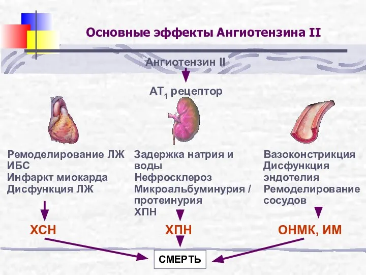 Основные эффекты Ангиотензина II Ангиотензин II AT1 рецептор Ремоделирование ЛЖ ИБС