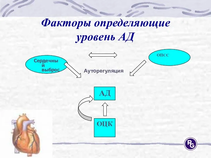 Факторы определяющие уровень АД Сердечный выброс ОПСС Ауторегуляция