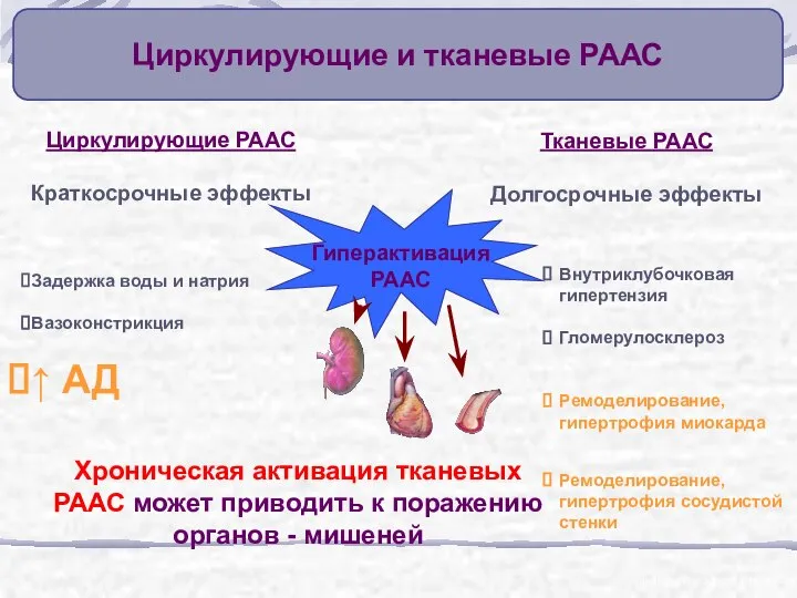 Циркулирующие РААС Краткосрочные эффекты Тканевые РААС Долгосрочные эффекты Задержка воды и