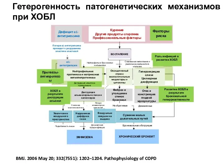 Дефицит α1-антитрипсина Курение Другие продукты сгорания Профессиональные факторы Роль инфекций в