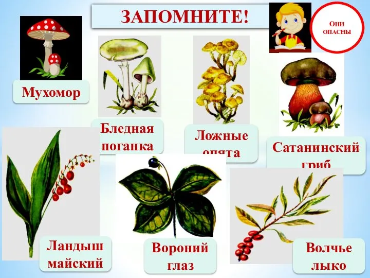 ЗАПОМНИТЕ! Мухомор Бледная поганка Ложные опята Сатанинский гриб ОНИ ОПАСНЫ Вороний глаз Ландыш майский Волчье лыко