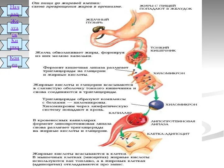 Начало Желудок Кишка Конец