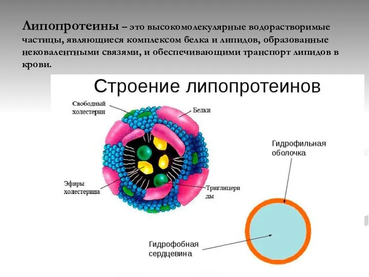 Липопротеины – это высокомолекулярные водорастворимые частицы, являющиеся комплексом белка и липидов,