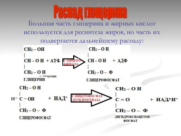 Распад глицерина Большая часть глицерина и жирных кислот используется для ресинтеза