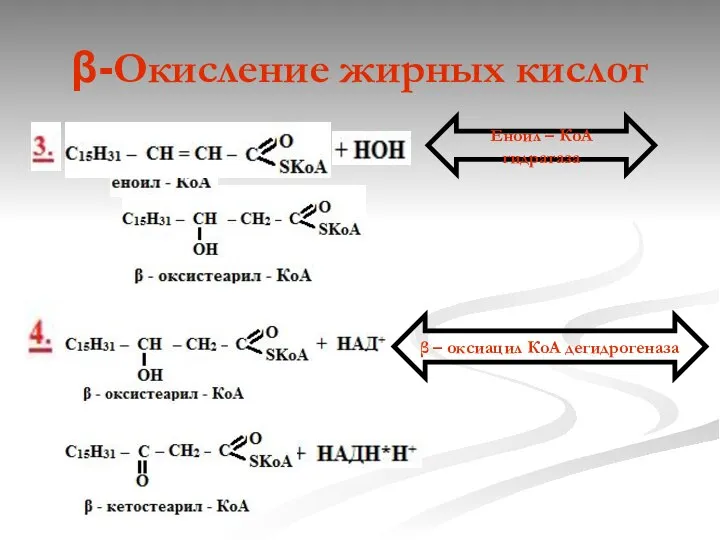 β-Окисление жирных кислот