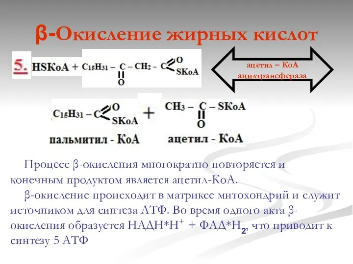 β-Окисление жирных кислот Процесс β-окисления многократно повторяется и конечным продуктом является