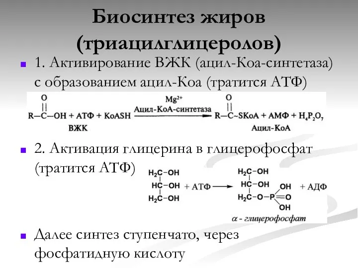 Биосинтез жиров (триацилглицеролов) 1. Активирование ВЖК (ацил-Коа-синтетаза) с образованием ацил-Коа (тратится