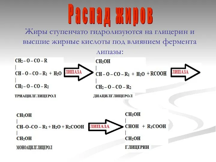 Жиры ступенчато гидролизуются на глицерин и высшие жирные кислоты под влиянием фермента липазы: